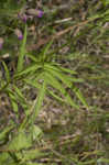 Pinnate prairie coneflower